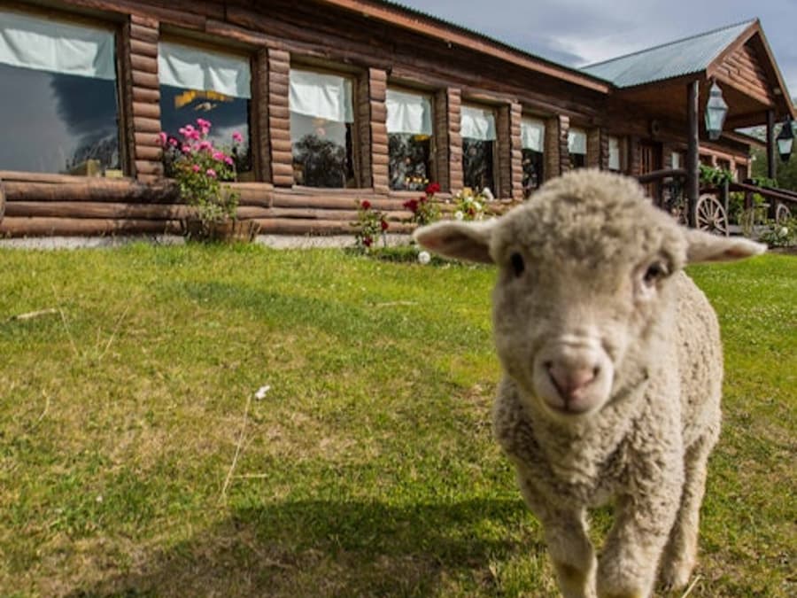 Estancia 25 de Mayo: Guided Tour + Dinner + Roundtrip Transfer from El Calafate