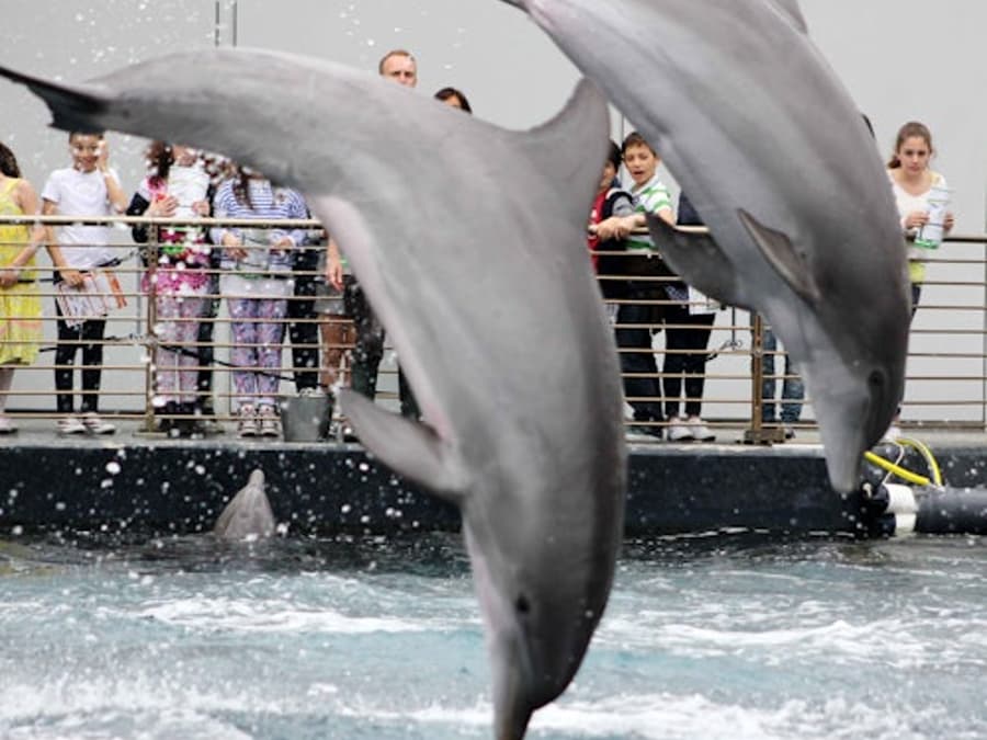 Aquarium of Genoa: Entry Ticket + Lunch or Breakfast
