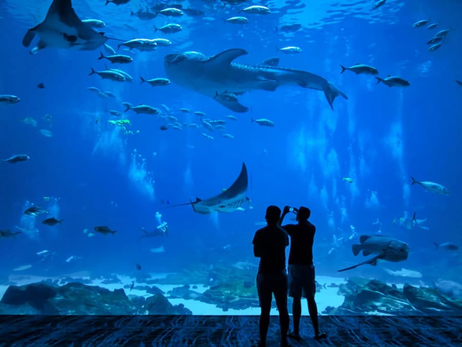 Okinawa Churaumi Aquarium: Entry Ticket