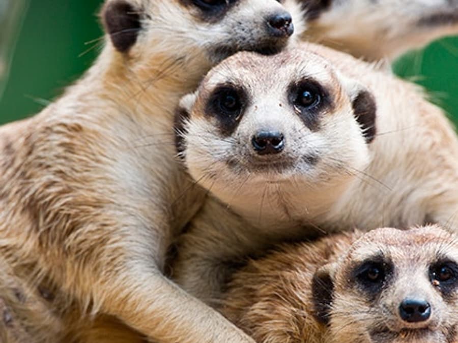 Terra Natura Murcia: Bilet de intrare