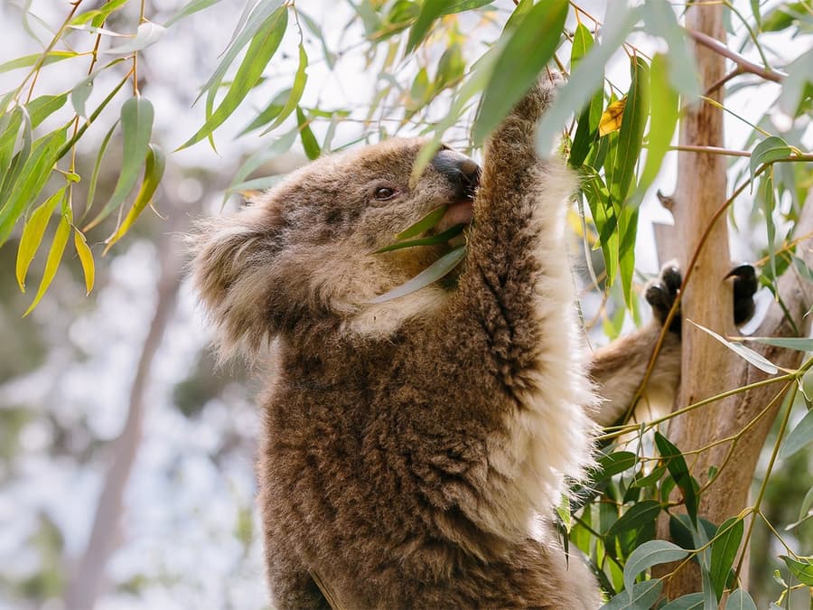 From Melbourne: Half/Full-Day Phillip Island Day Trip with Penguin Parade
