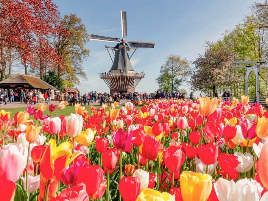 Tour to Keukenhof with Windmill Cruise from Amsterdam