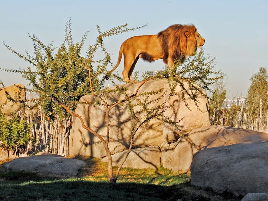 Bioparc Valencia Tickets