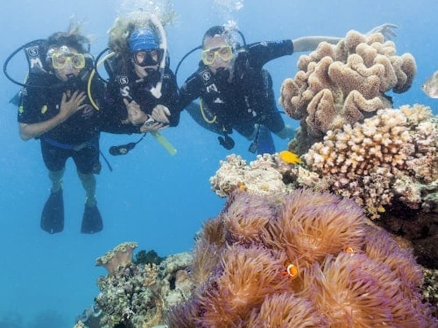 Lawatan Terumbu Karang Penghalang Besar Ocean Freedom