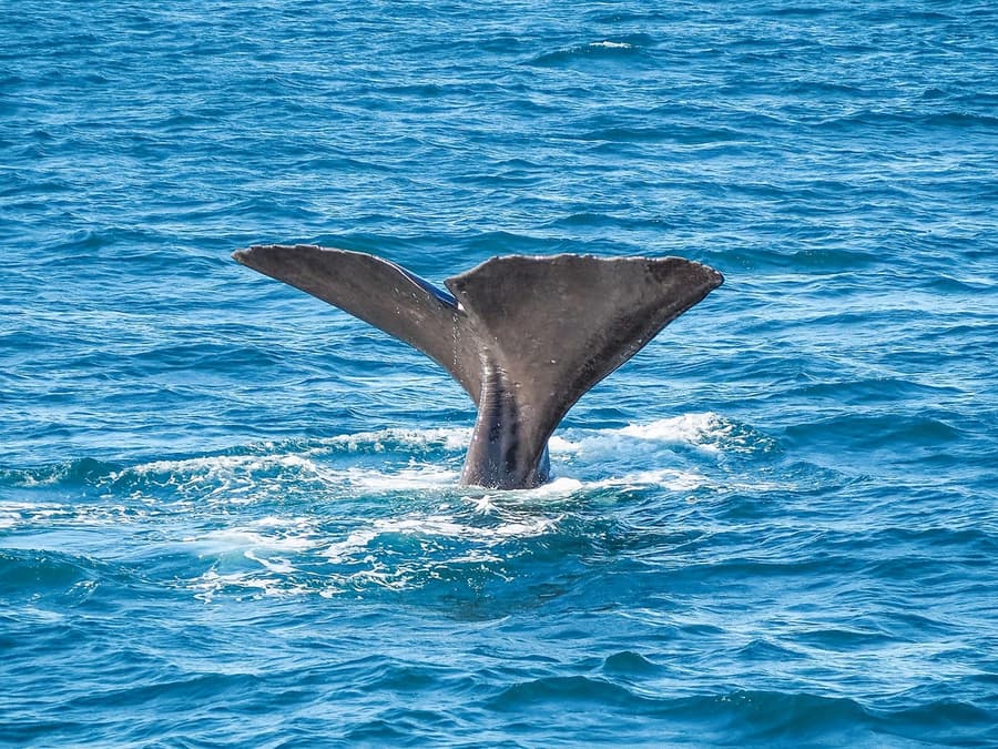 From Christchurch: Kaikoura Whale Watch Day Trip with Round-Trip Transfers