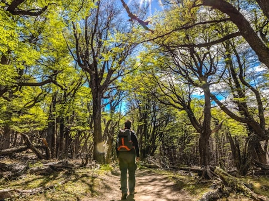 El Chaltén: Full-Day Guided Tour + Roundtrip Transfer + Lunch