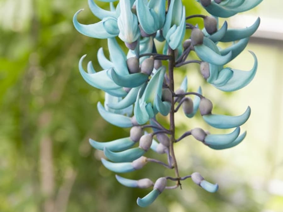 Hortus Botanicus Leiden: Entrada Sin Colas