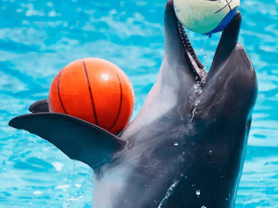 Dubai Dolphinarium: Dolphin and Seal Show