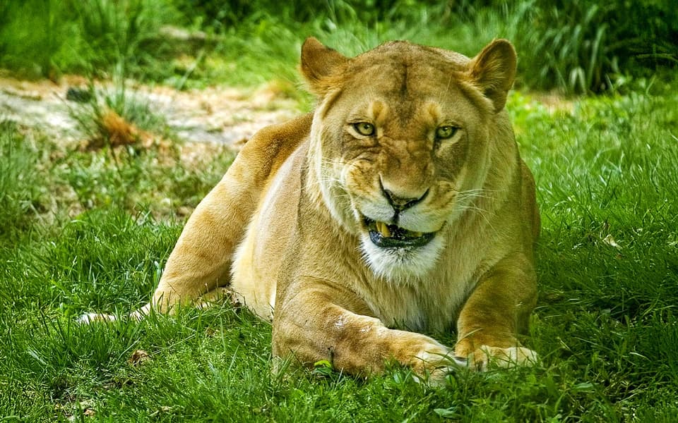 A family watching animals on a summer visit to the Bronx Zoo in New York