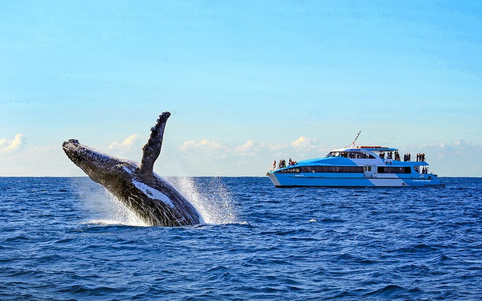 Humpback whale breaching beside a whale-watching catamaran on the open sea off Sydney