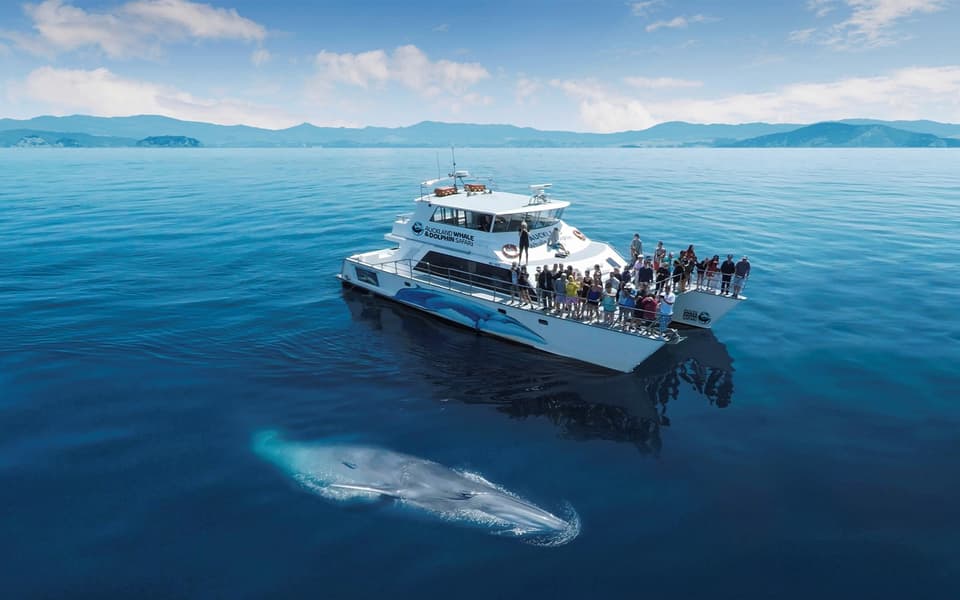 Whale watching catamaran in Auckland with a whale surfacing beside passengers on deck