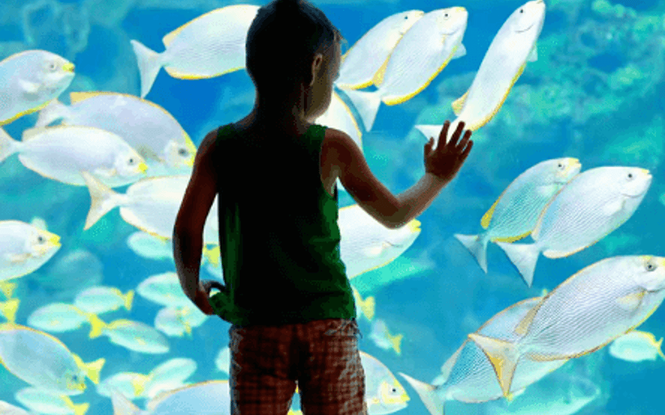 A backlit child stands in front of a lit aquarium full of large white fish.