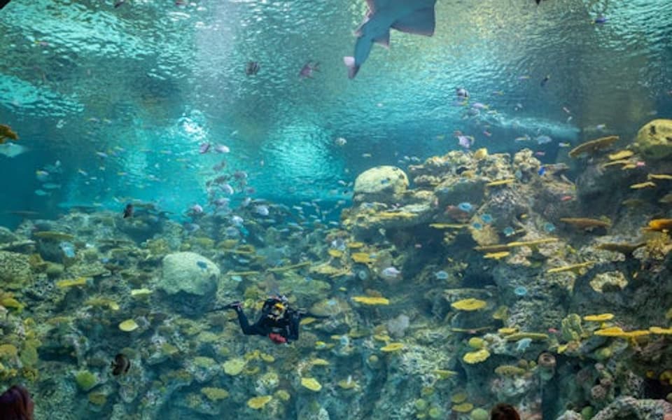 Visitors watching a stingray and divers in the curved reef tank at Seattle Aquarium