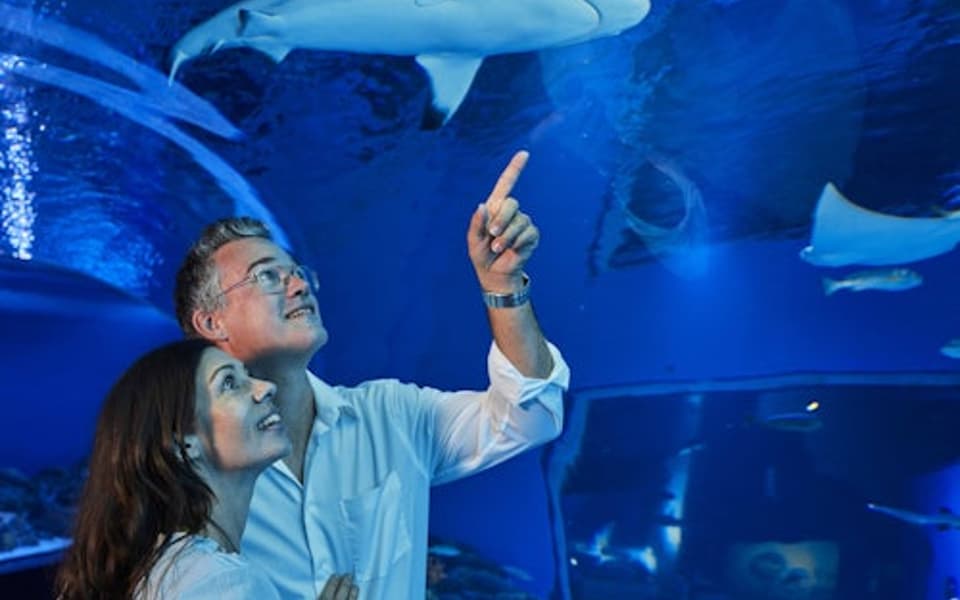 Couple looking up at a reef shark in the underwater glass tunnel at Cairns Aquarium