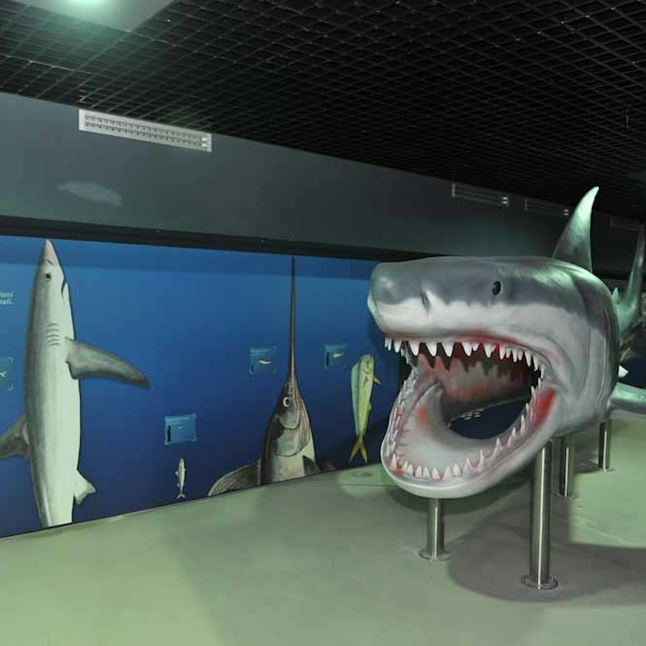 Acquario di Livorno: Entry Ticket