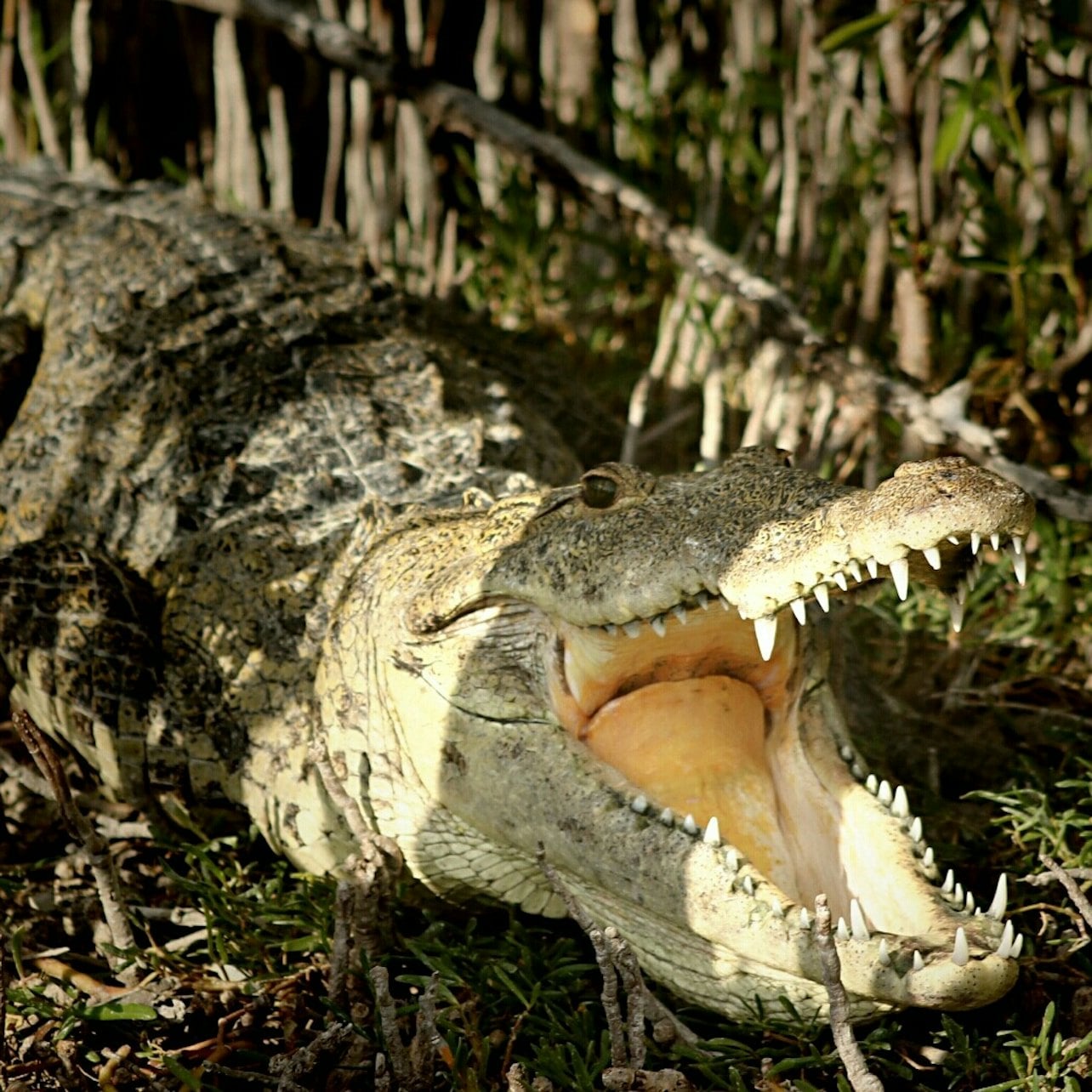 Sian Ka'an Reserve: Guided Tour, Entry Ticket, Transfer + Lunch