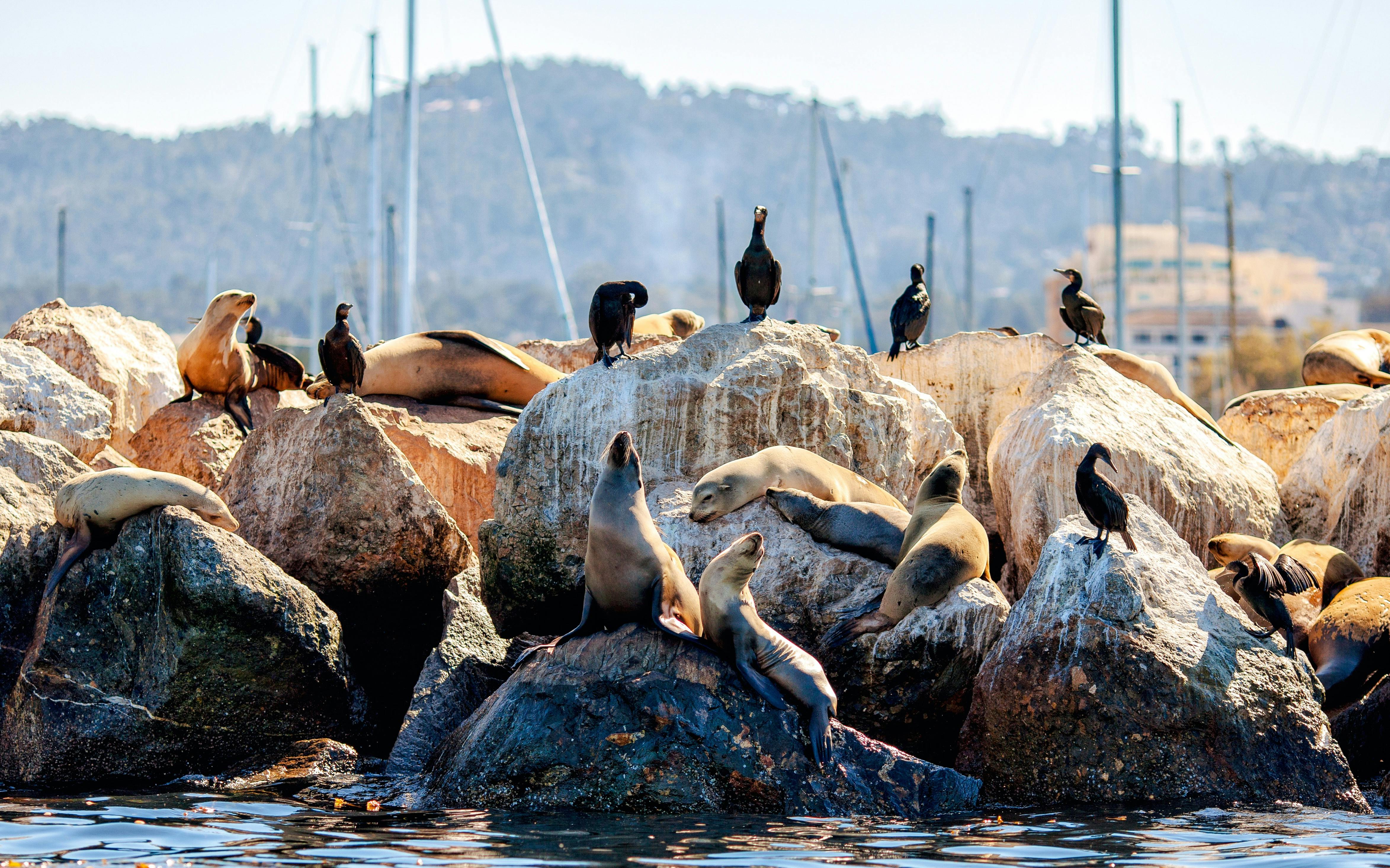 San Francisco Bay Whale Watching Cruise
