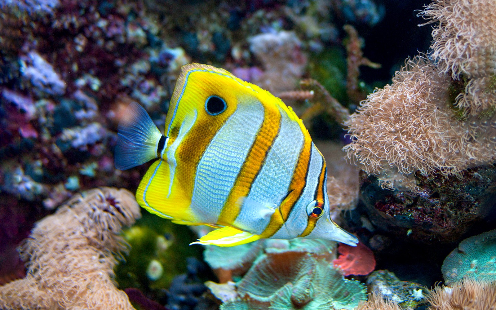 New England Aquarium Tickets — gallery 2