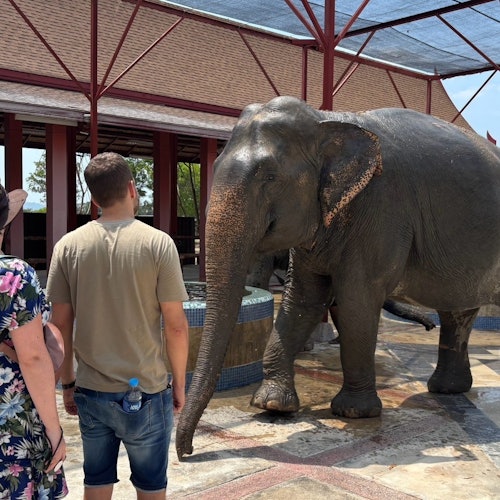 Freedom Elephant Reserve Phuket: Guided Tour + Roundtrip Transport — gallery 1