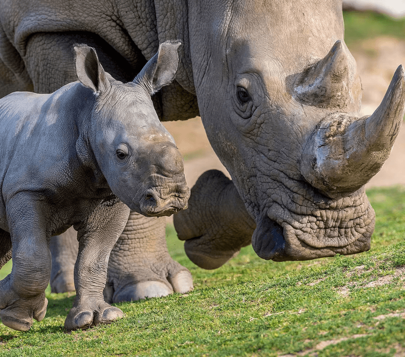 Bioparco - Zoo of Rome: Open Ticket