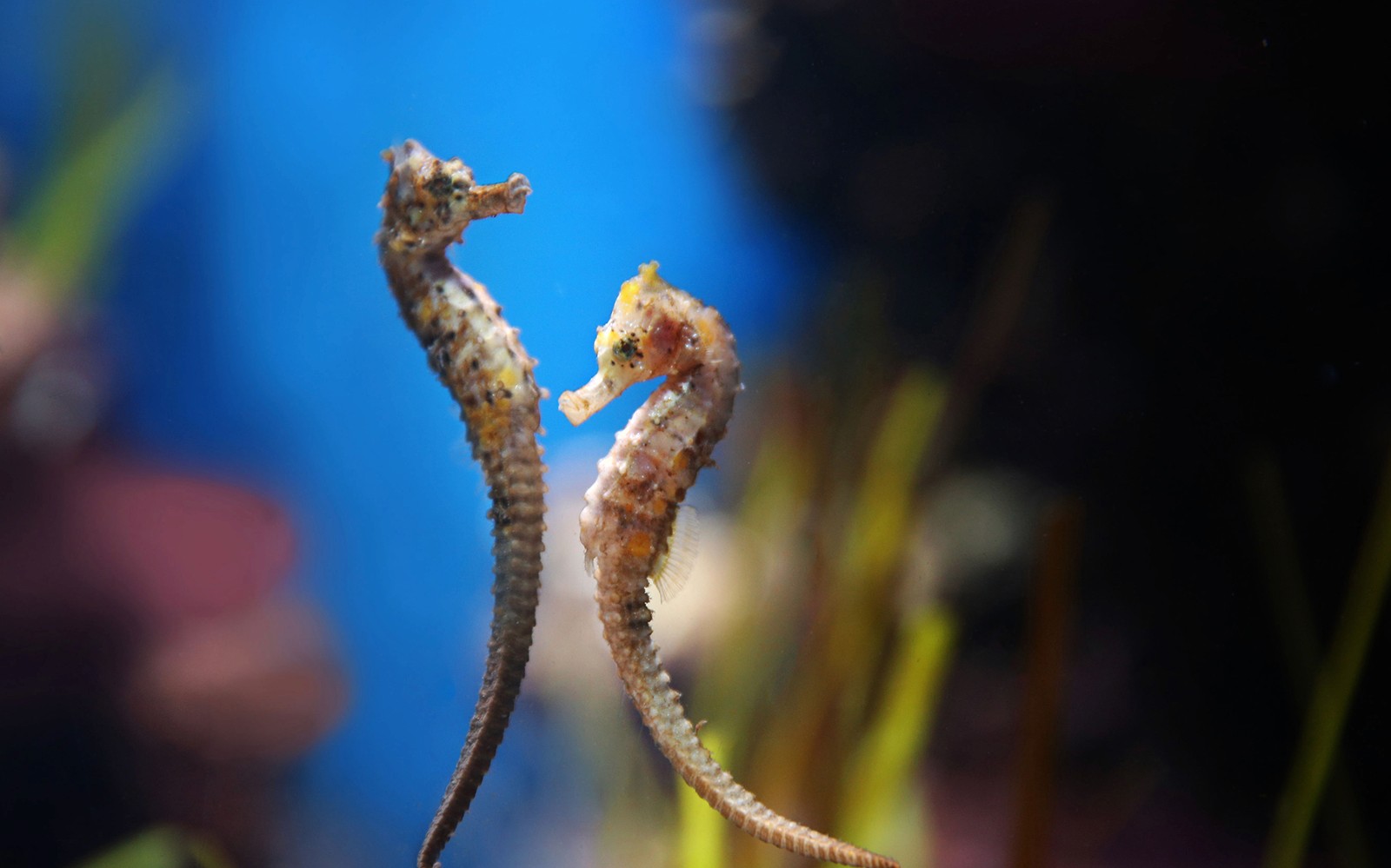Tickets to National Aquarium Abu Dhabi with Bu Tinah Dhow Experience