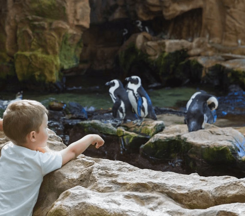 Bioparco - Zoo of Rome: Open Ticket