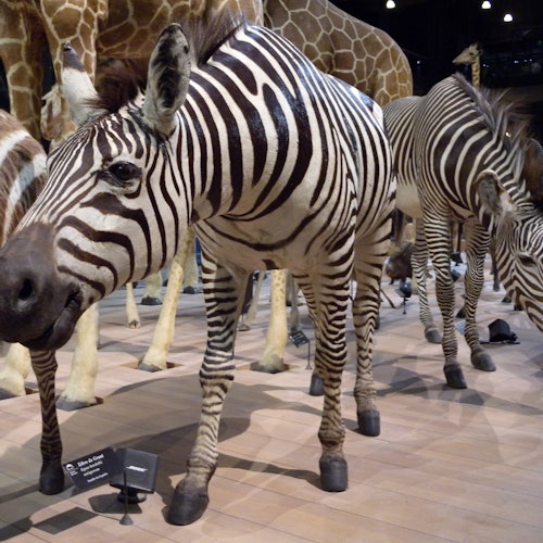 Grande Galerie de l'Évolution: Skip The Line Ticket — gallery 2
