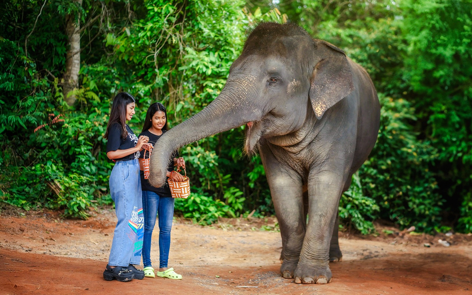 Phuket Elephant Jungle Sanctuary: Feed, Shower & Mud Spa Guided Tours with Optional Transfers