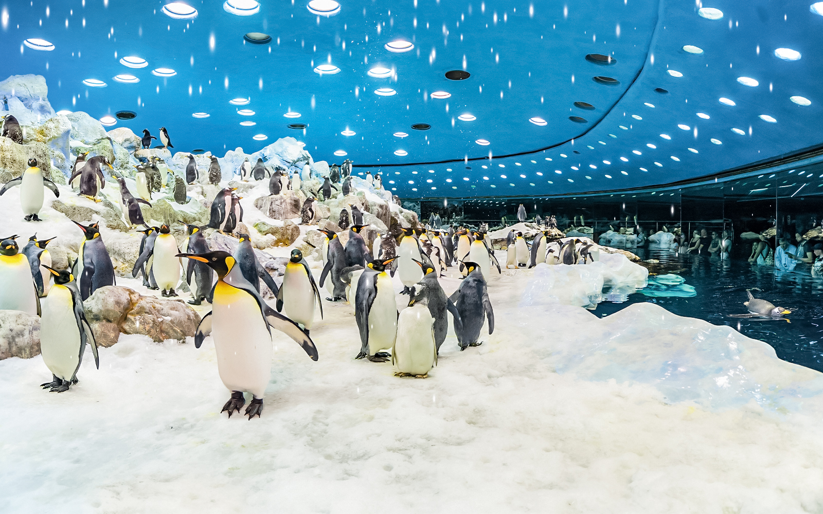 Loro Parque: Bilet de intrare — gallery 4