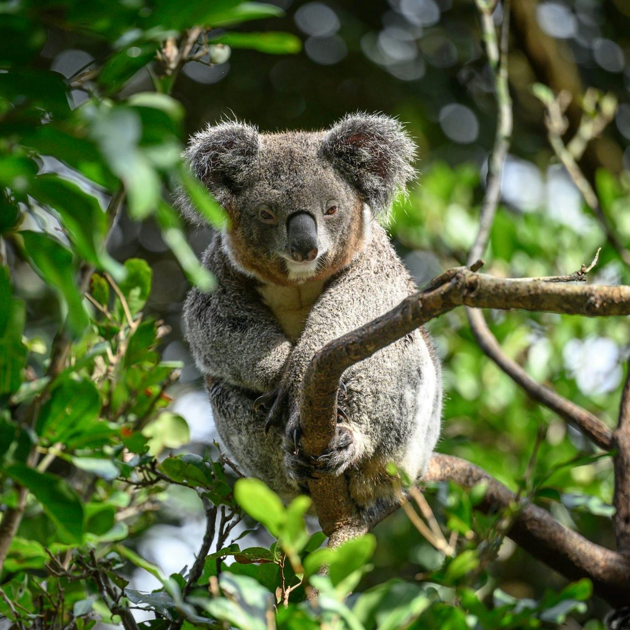 Featherdale Sydney Wildlife Park: Entry Ticket