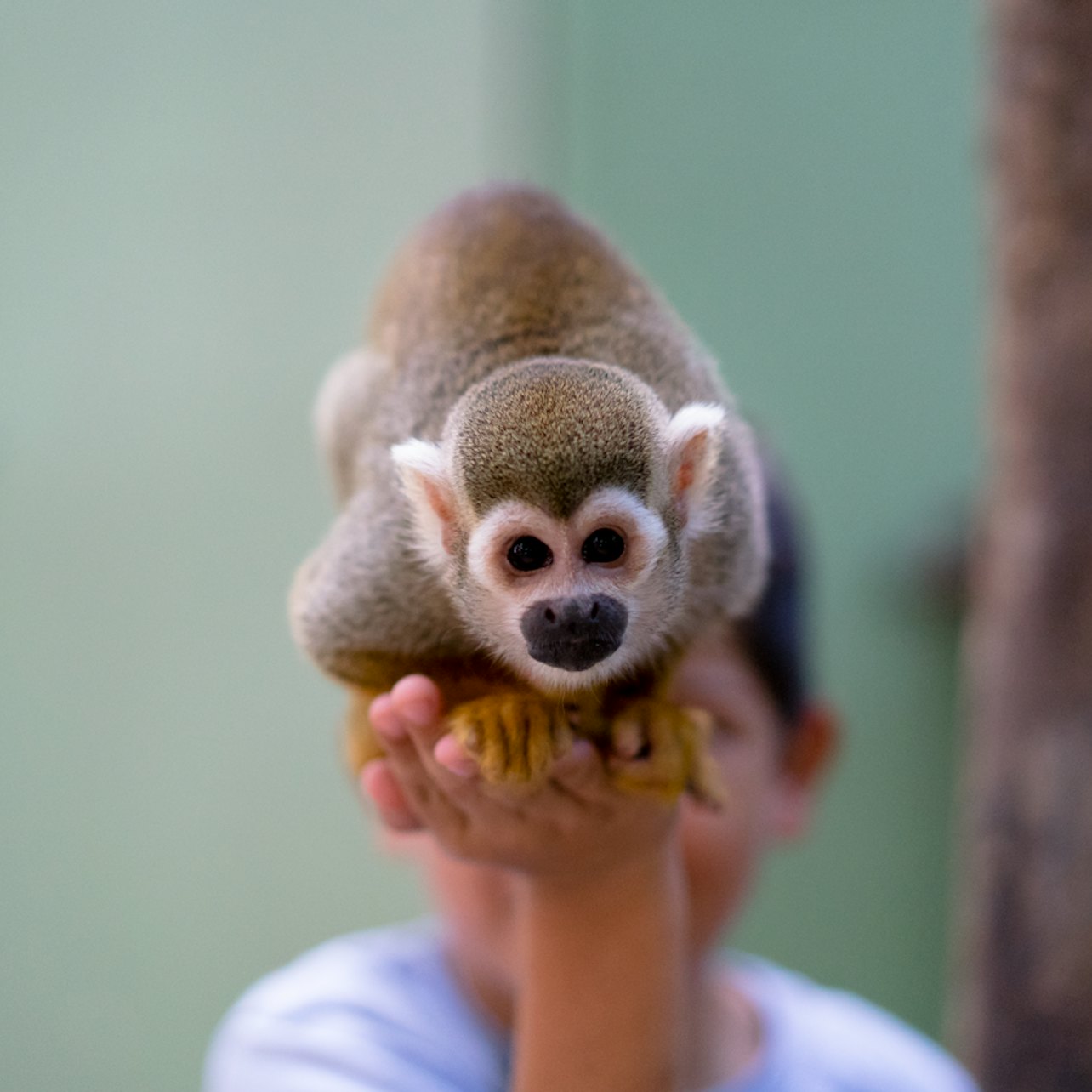 Akumal Monkey Sanctuary & Rescued Animals: Guided Tour