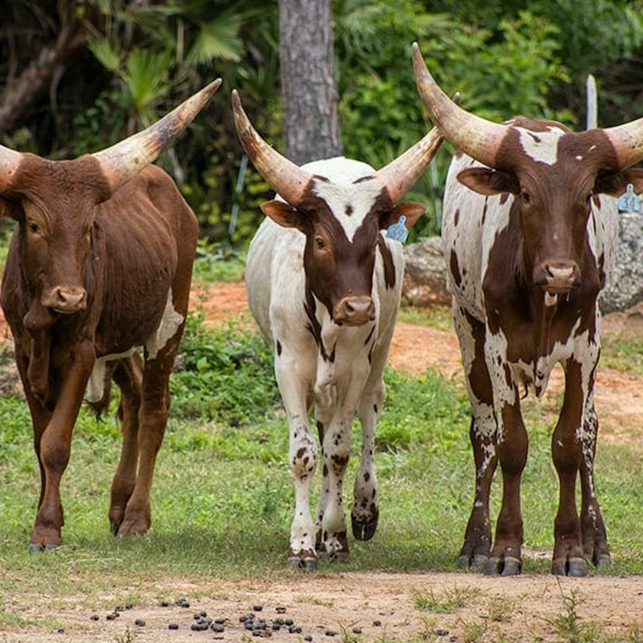 Brevard Zoo: Entry Ticket — gallery 4