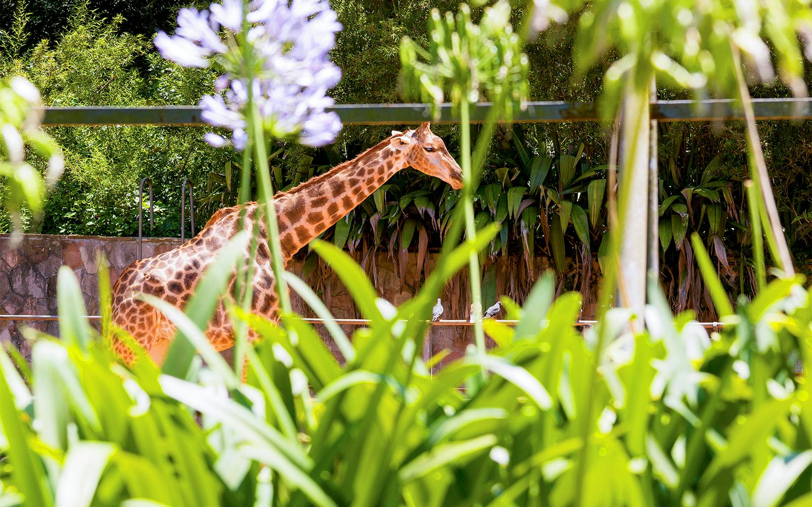 Jardim Zoológico Tickets