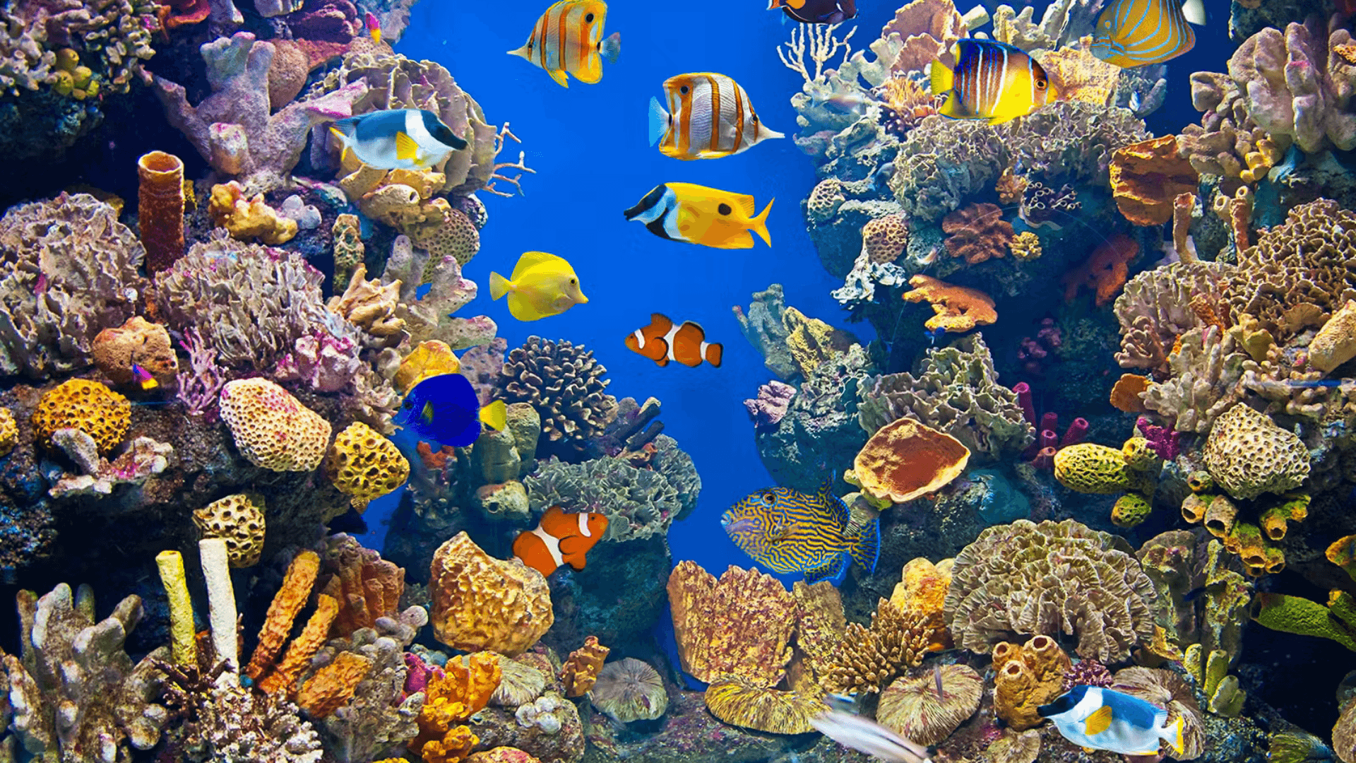 Barcelona Aquarium: Skip the Line — gallery 2