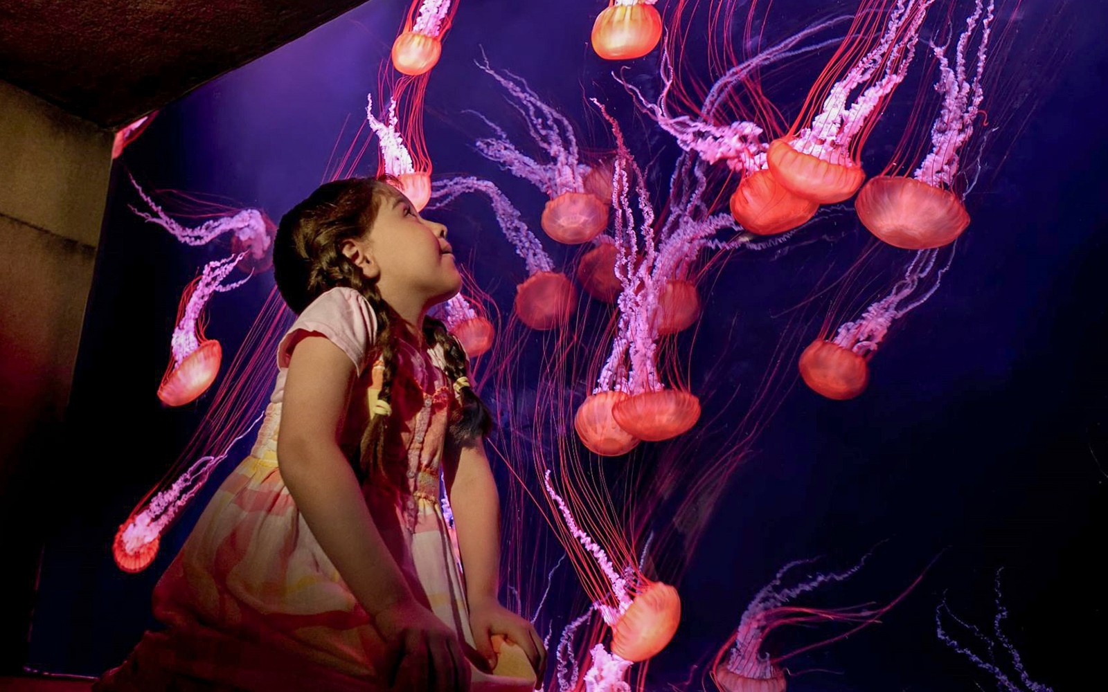 The Lost World Aquarium Tickets (Formerly The Lost Chambers) — gallery 3