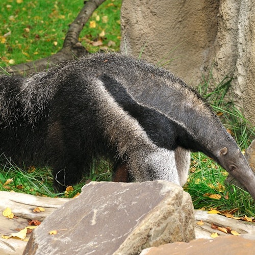 Cologne Zoo & Aquarium: Entry Ticket — gallery 3