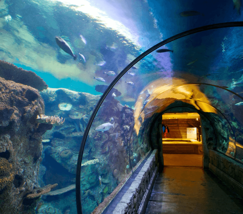 Shark Reef Aquarium at Mandalay Bay: Entry Ticket