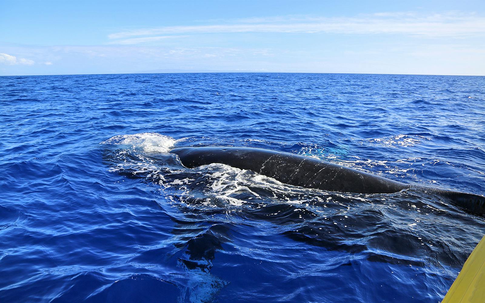 Small-Group Whale Watching Cruise from Maʻalaea Harbor