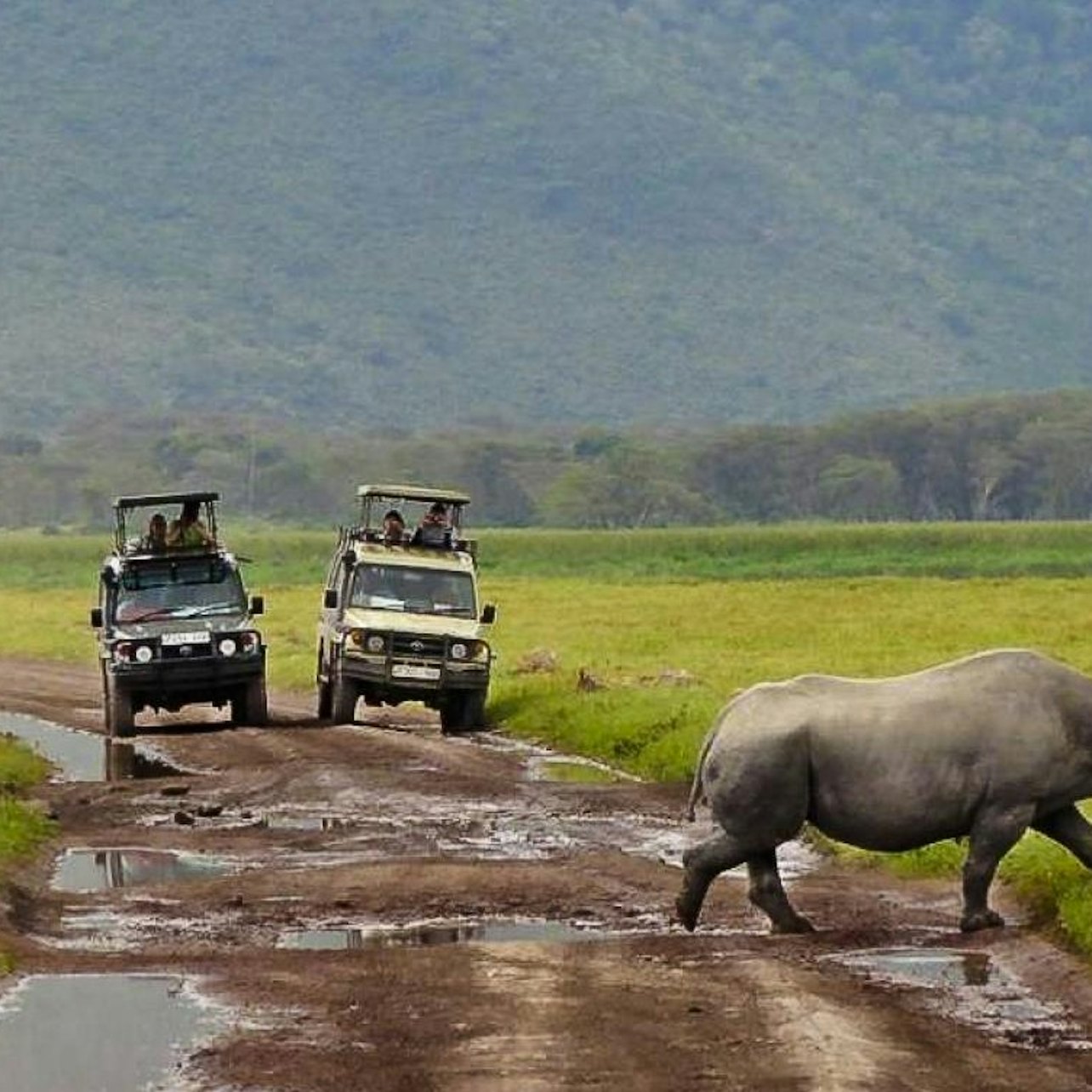 Cape Town: Full-Day Guided Safari + Roundtrip Transfer + Lunch — gallery 1