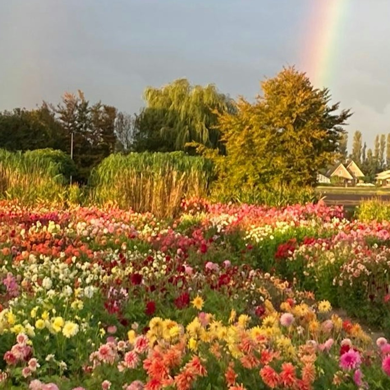 Summertime Flower Farm Tour & Windmill Cruise: Day Trip from Amsterdam — gallery 3