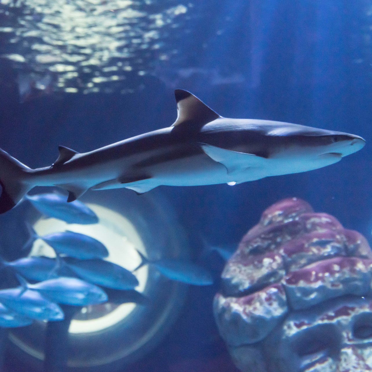 SEA LIFE Paris Aquarium