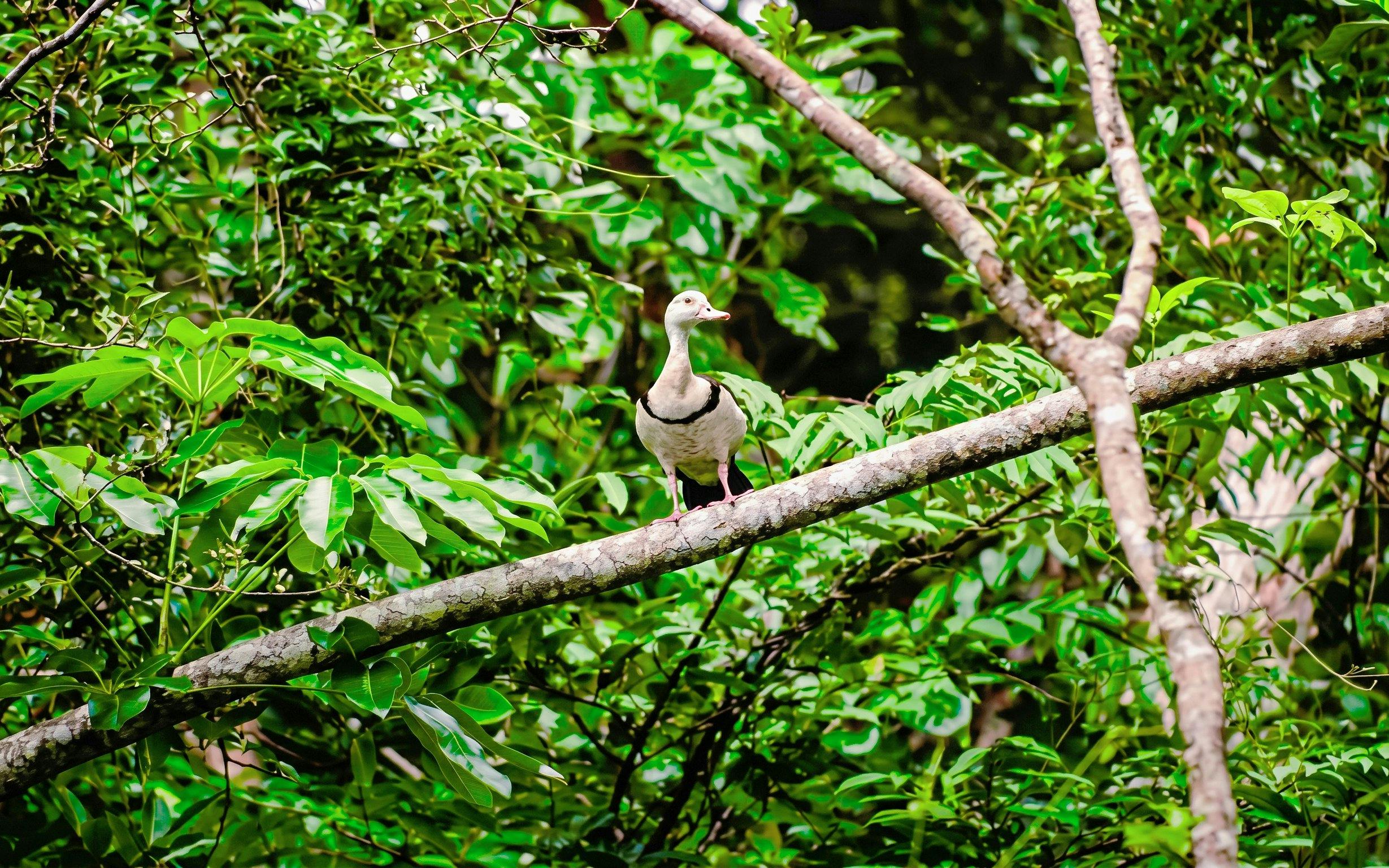 Daintree River Guided Crocodile & Wildlife Experience Cruise