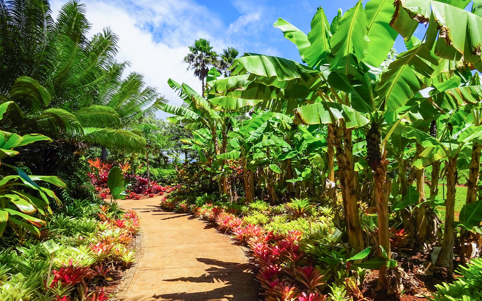 Haleiwa & Dole Plantation Express Half-Day Tour — gallery 3