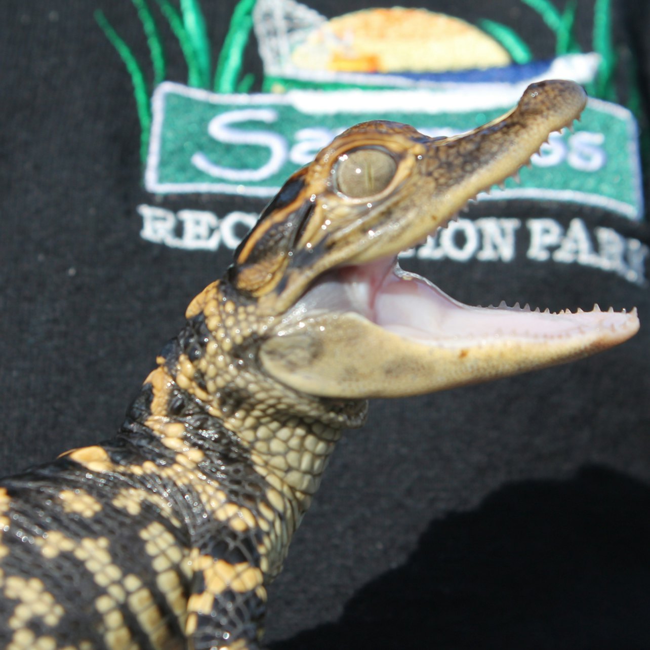 Fort Lauderdale: Florida Everglades Adventure Package