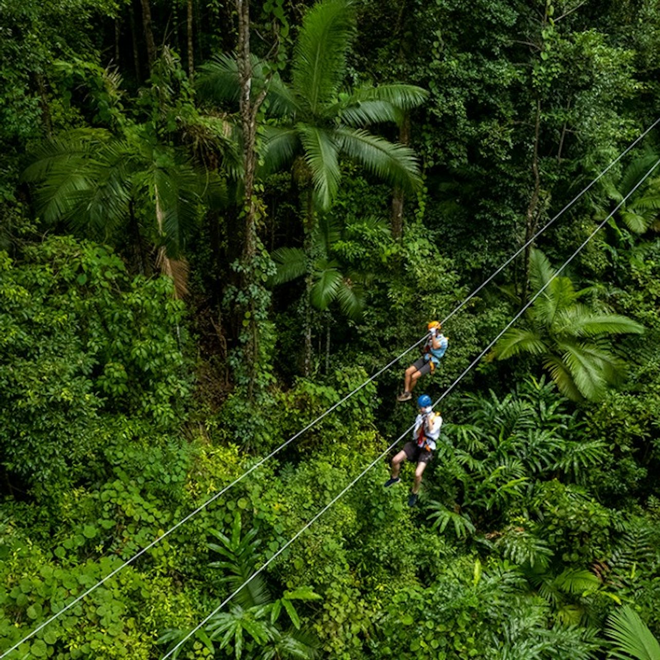 Treetops Adventure - Cape Tribulation