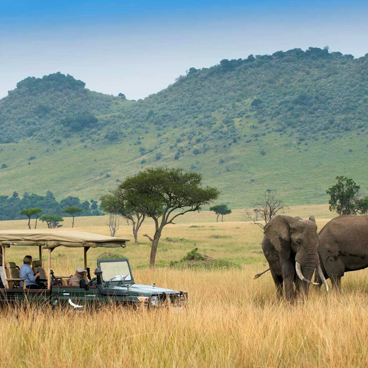 Cape Town: Full-Day Guided Safari + Roundtrip Transfer + Lunch — gallery 2