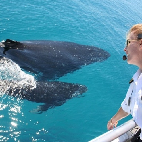 Brisbane: Whale Watching Cruise + Lunch — gallery 3