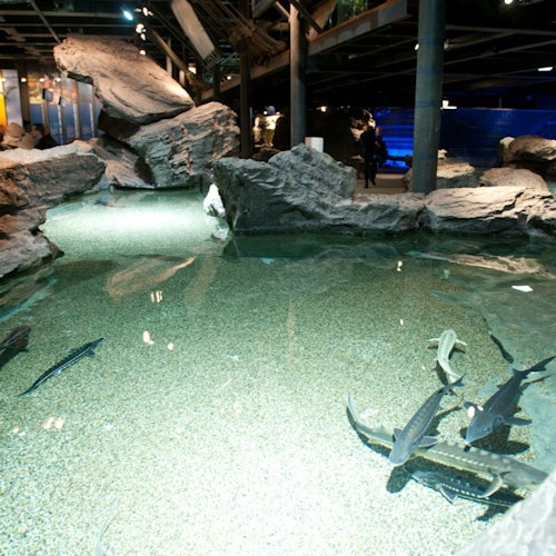 Aquarium of Genoa: Entry Ticket + Street Food Tasting — gallery 1