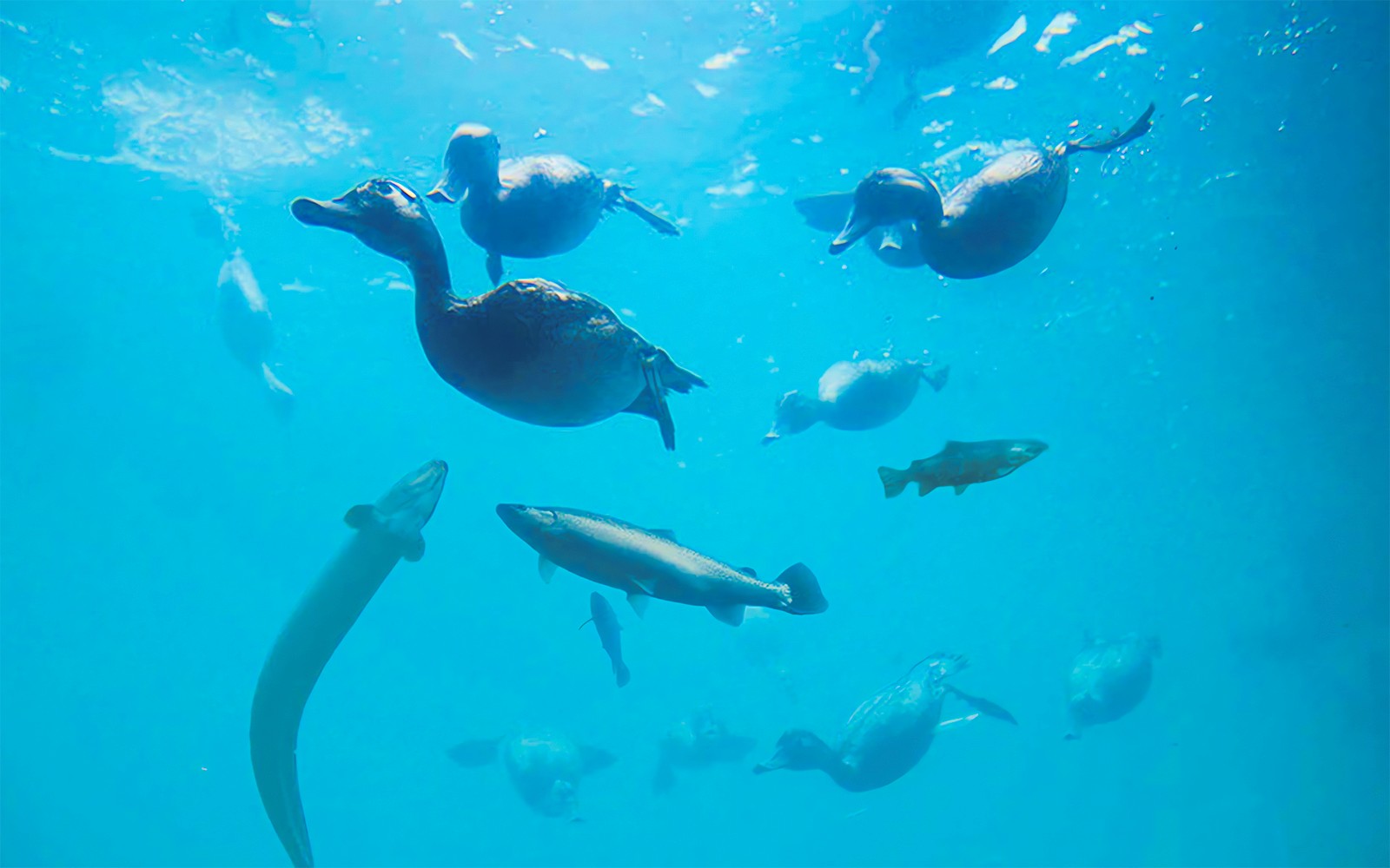 Time Tripper: Hidden Underwater Theatre Experience Tickets