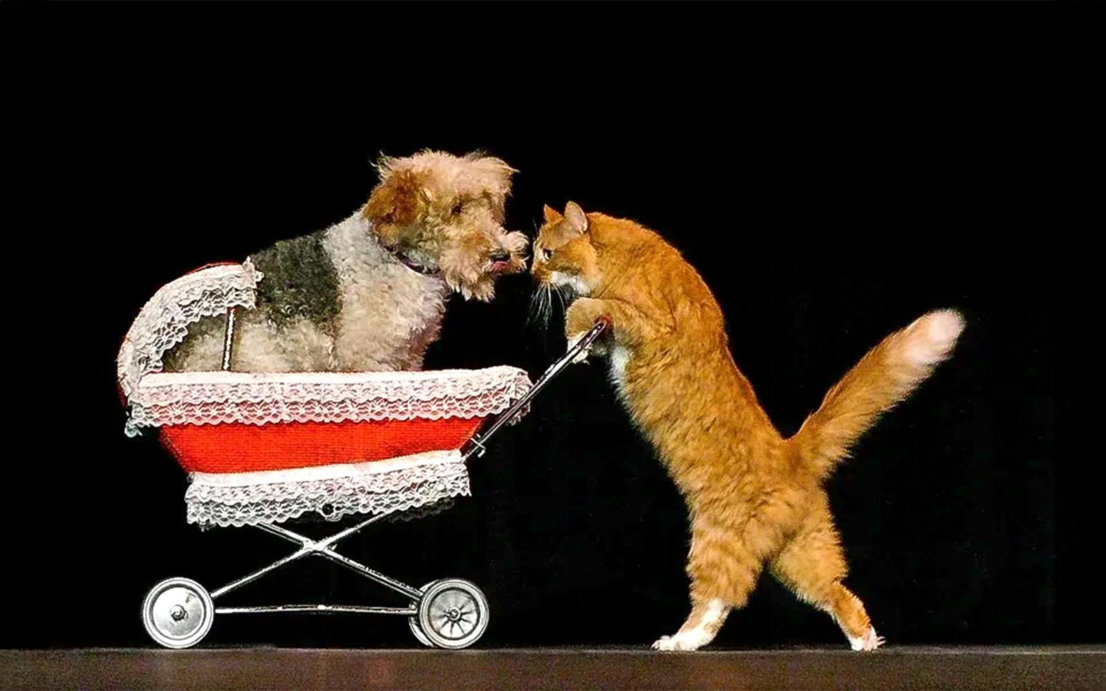 Popovich Comedy Pet Theater Tickets, Las Vegas — gallery view 2